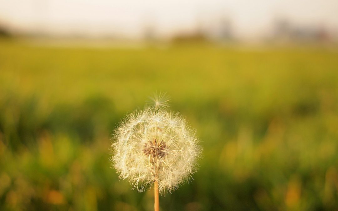 La primavera los ojos altera